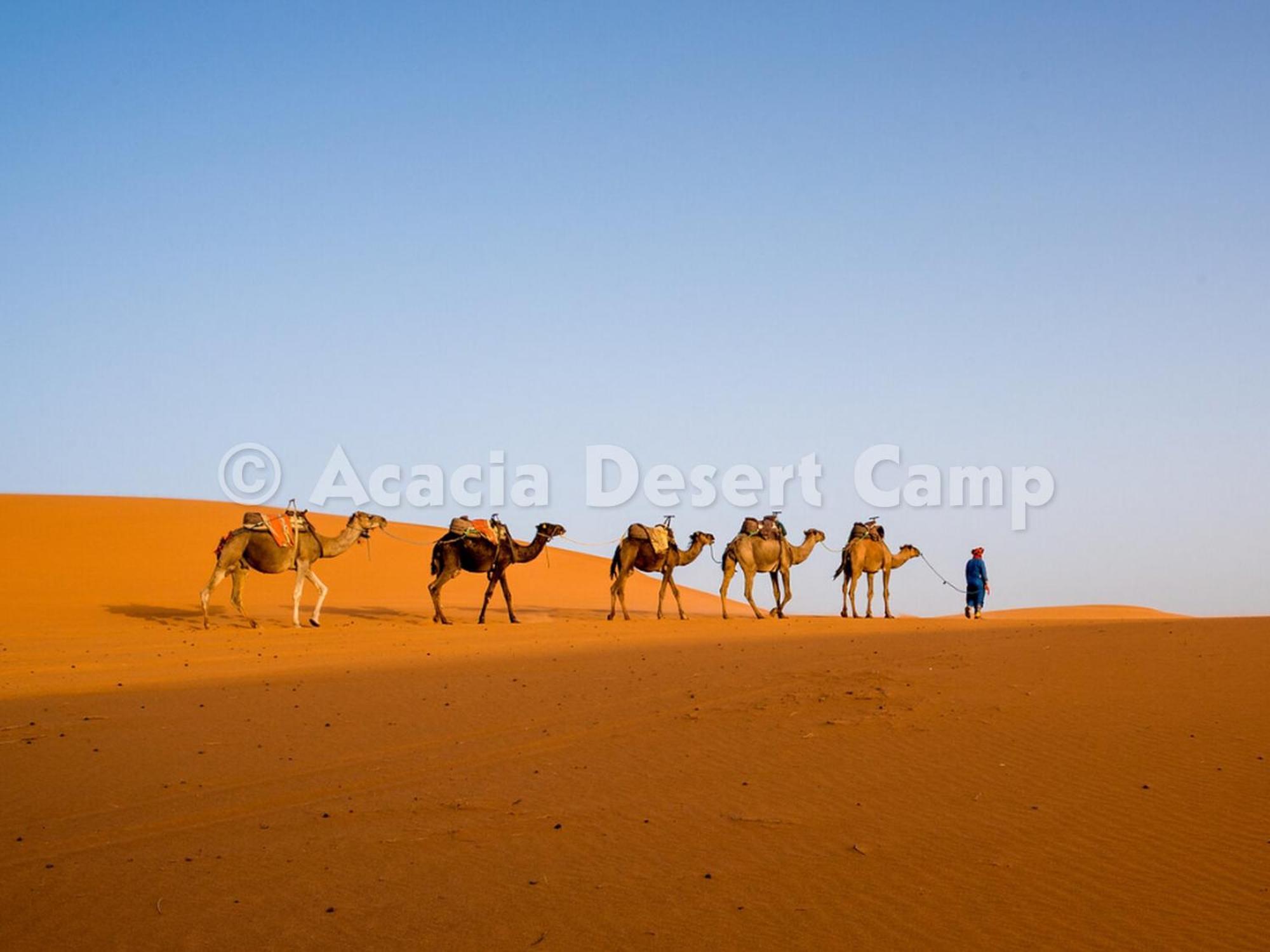 Acacia Desert Camp Merzouga Exterior foto